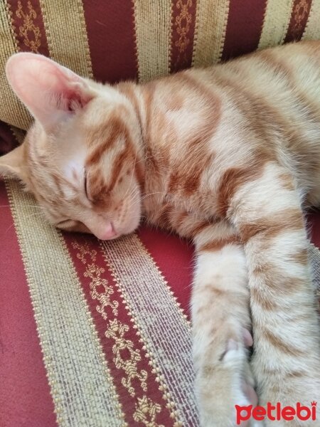 Abyssinian, Kedi  Sarman fotoğrafı