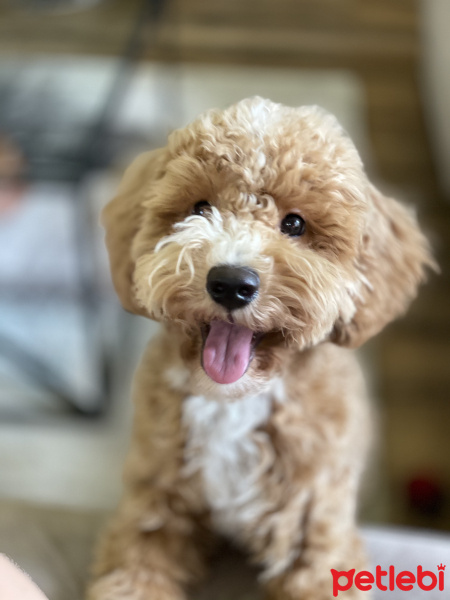 Poodle (Minyatür Kaniş), Köpek  Bony fotoğrafı