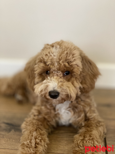 Poodle (Minyatür Kaniş), Köpek  Bony fotoğrafı