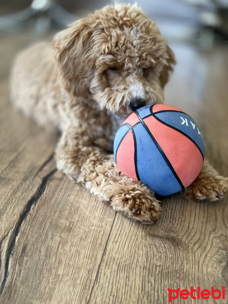 Poodle (Minyatür Kaniş), Köpek  Bony fotoğrafı