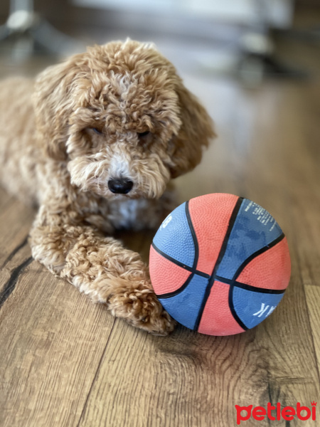 Poodle (Minyatür Kaniş), Köpek  Bony fotoğrafı