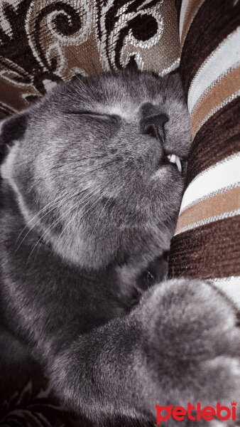 Scottish Fold, Kedi  Sirius fotoğrafı