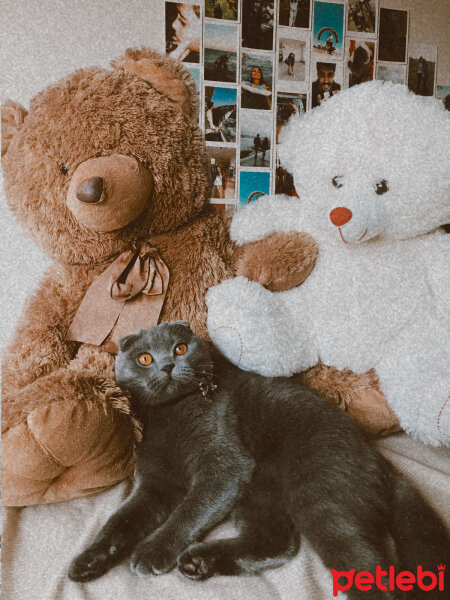 Scottish Fold, Kedi  Sirius fotoğrafı