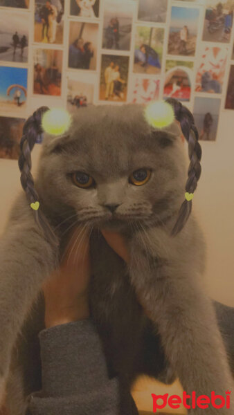 Scottish Fold, Kedi  Sirius fotoğrafı