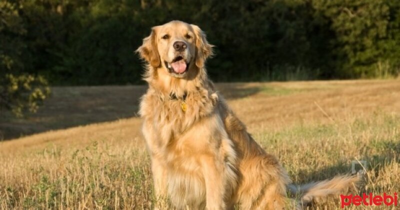 Golden Retriever, Köpek  Pati fotoğrafı