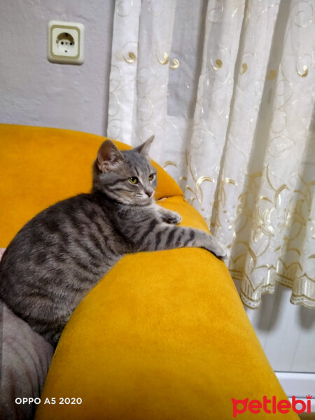 Tekir Kedi, Kedi  Lady fotoğrafı