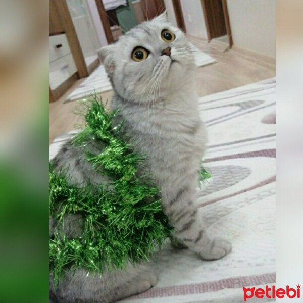 Scottish Fold, Kedi  Lucky fotoğrafı