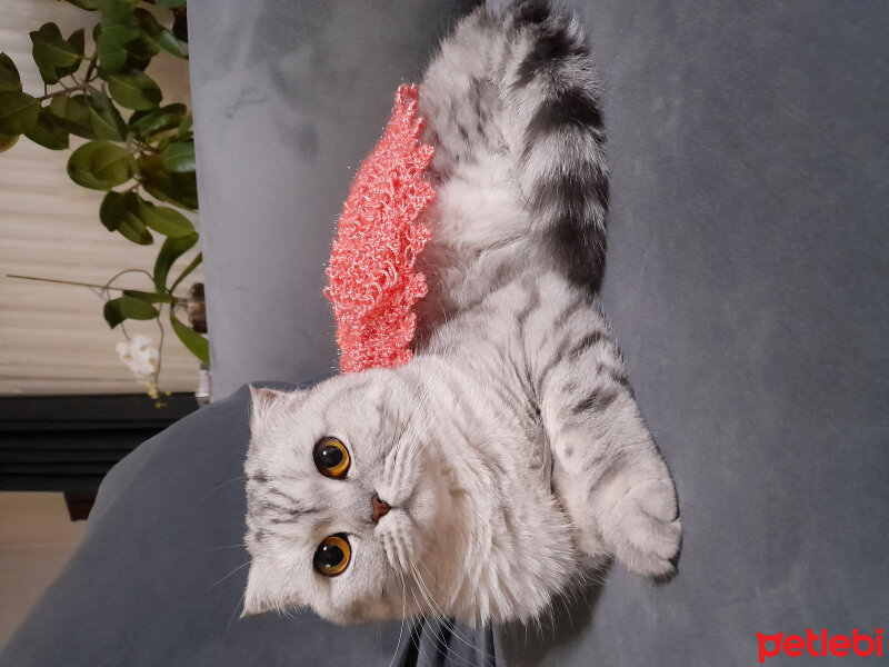 Scottish Fold, Kedi  Lucky fotoğrafı