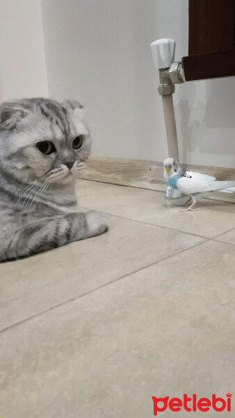 Scottish Fold, Kedi  Lucky fotoğrafı