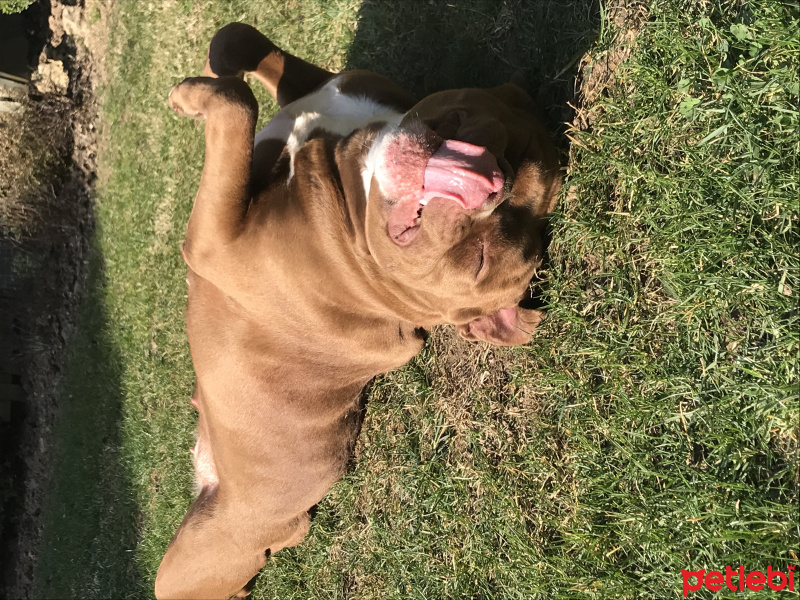 Amerikan Staffordshire Terrier, Köpek  Hera fotoğrafı