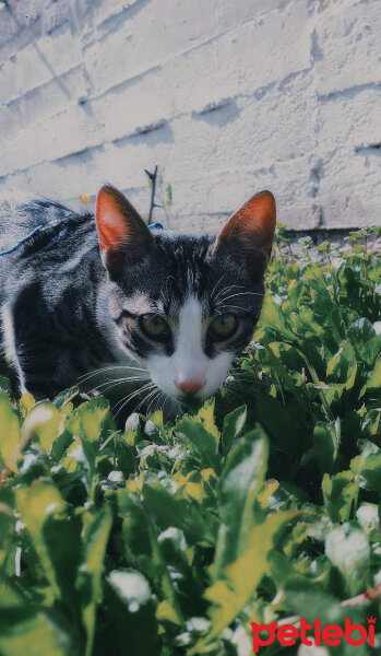 Tekir Kedi, Kedi  Rasko fotoğrafı