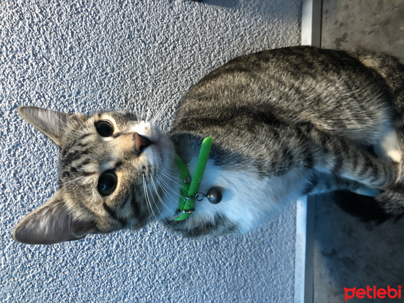 Tekir Kedi, Kedi  Duman fotoğrafı