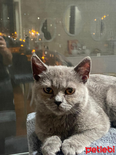 British Shorthair, Kedi  Duman fotoğrafı
