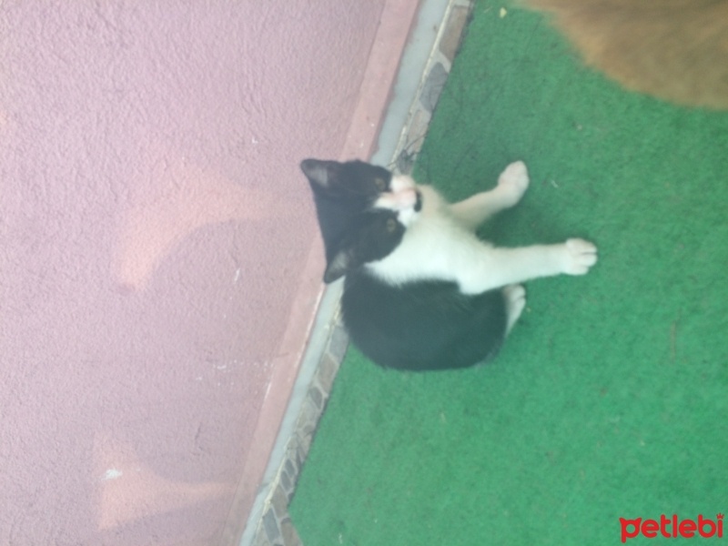 Tekir Kedi, Kedi  3 adet badem(sarı),fıstık( mavi-gri), fındık(siyah fotoğrafı