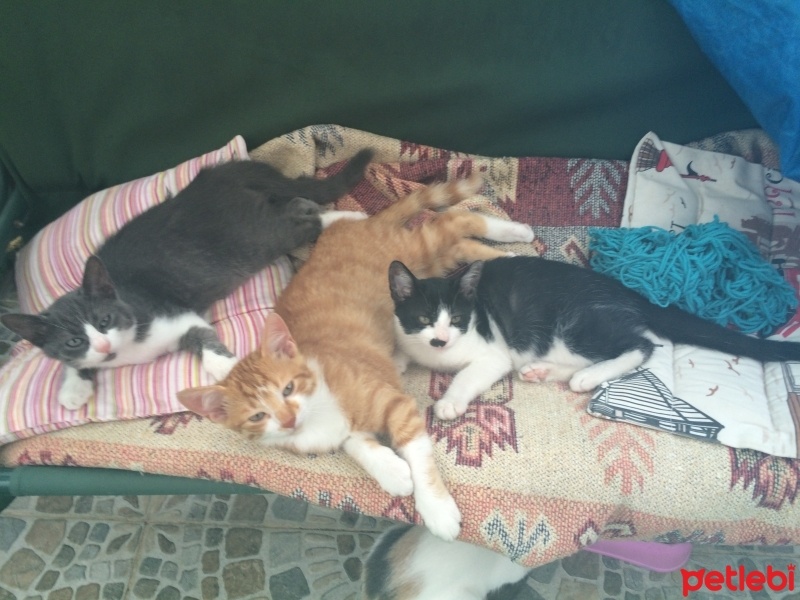 Tekir Kedi, Kedi  3 adet badem(sarı),fıstık( mavi-gri), fındık(siyah fotoğrafı