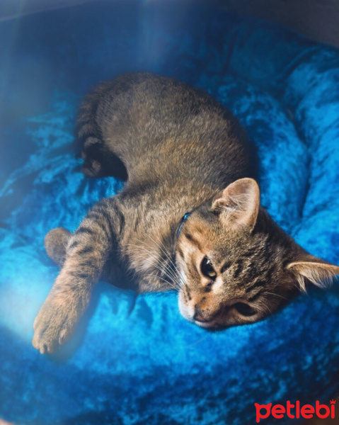 Tekir Kedi, Kedi  Isabella fotoğrafı