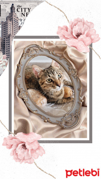 Tekir Kedi, Kedi  Isabella fotoğrafı