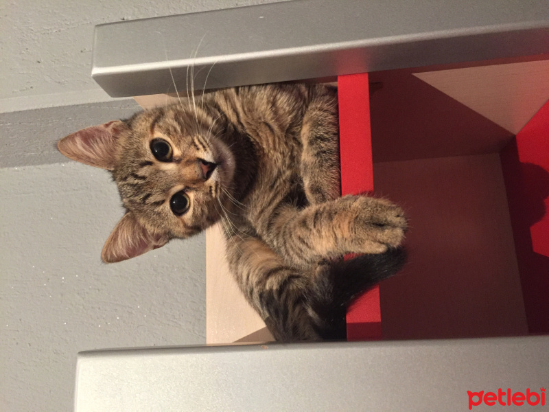 Tekir Kedi, Kedi  Isabella fotoğrafı