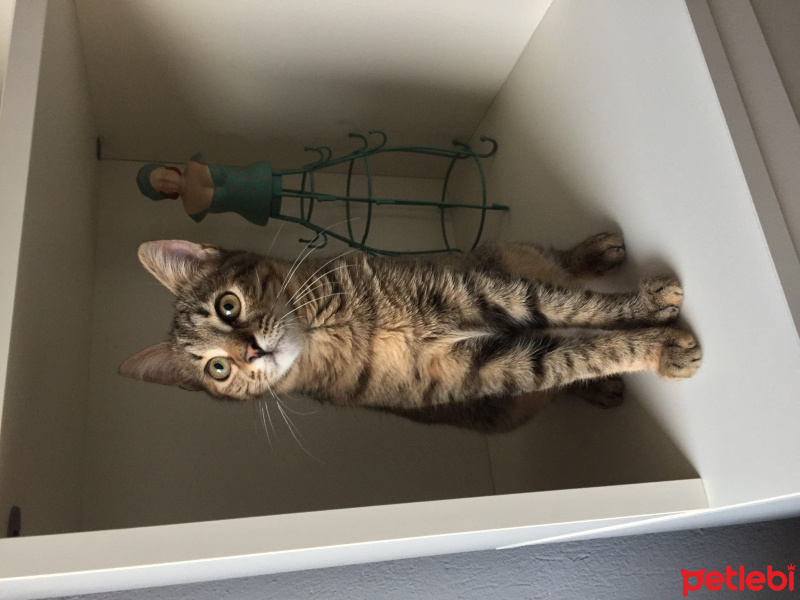 Tekir Kedi, Kedi  Isabella fotoğrafı