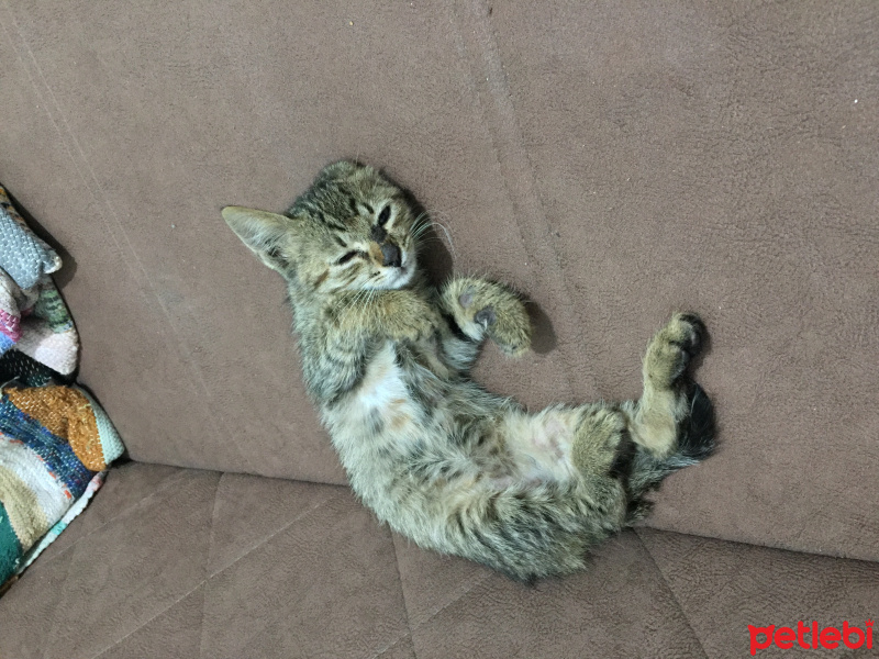 Tekir Kedi, Kedi  Isabella fotoğrafı