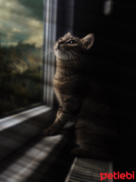 Tekir Kedi, Kedi  Isabella fotoğrafı