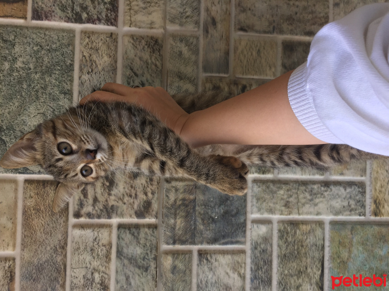 Tekir Kedi, Kedi  Isabella fotoğrafı