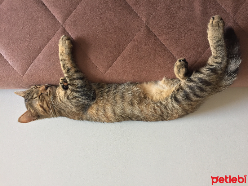 Tekir Kedi, Kedi  Isabella fotoğrafı