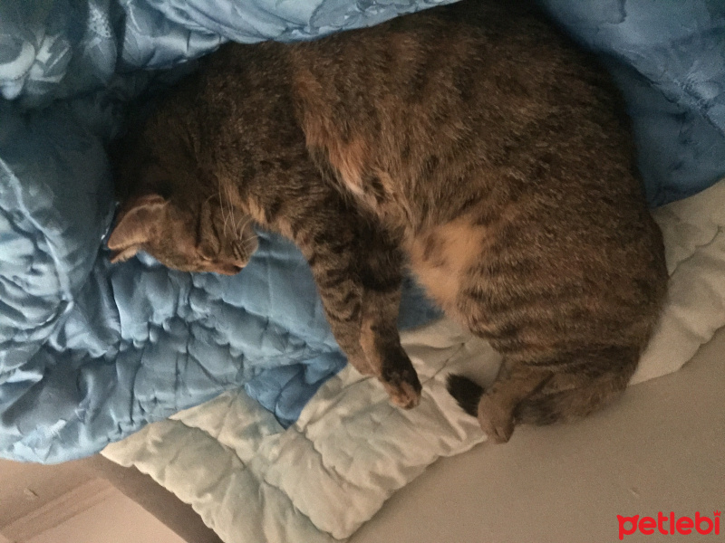 Tekir Kedi, Kedi  Isabella fotoğrafı