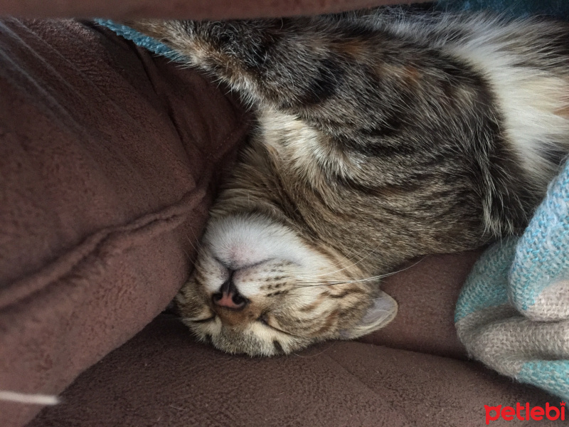 Tekir Kedi, Kedi  Isabella fotoğrafı