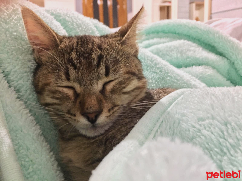 Tekir Kedi, Kedi  Isabella fotoğrafı