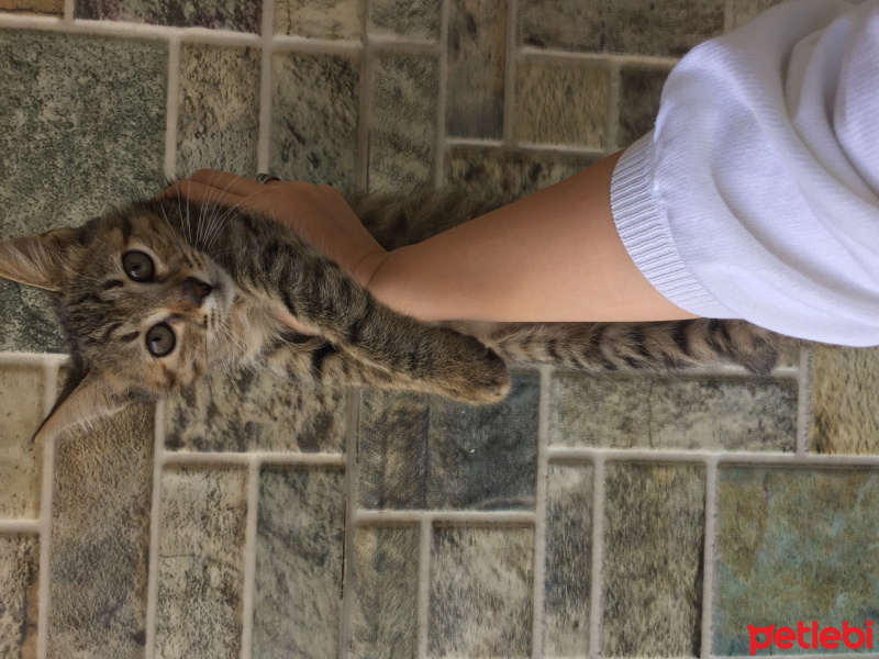 Tekir Kedi, Kedi  Isabella fotoğrafı