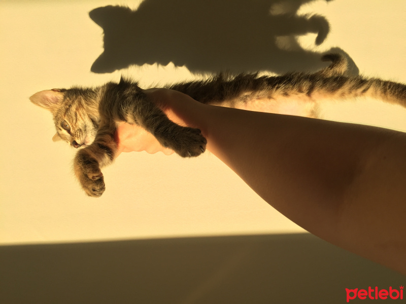 Tekir Kedi, Kedi  Isabella fotoğrafı