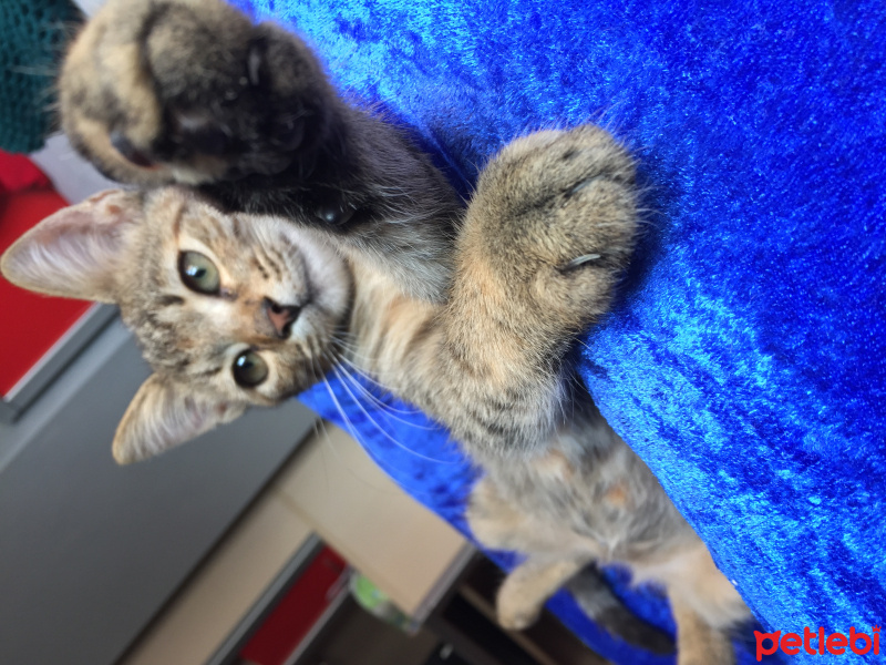 Tekir Kedi, Kedi  Isabella fotoğrafı