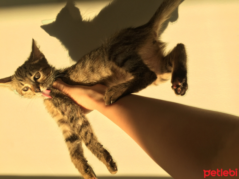 Tekir Kedi, Kedi  Isabella fotoğrafı