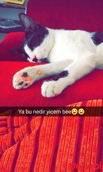 Tekir Kedi, Kedi  gece fotoğrafı