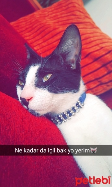 Tekir Kedi, Kedi  gece fotoğrafı