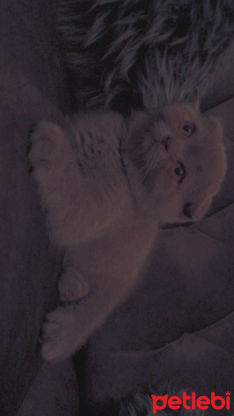 Scottish Fold, Kedi  Loki fotoğrafı