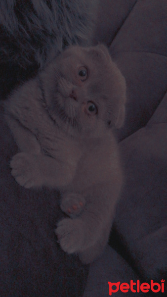 Scottish Fold, Kedi  Loki fotoğrafı