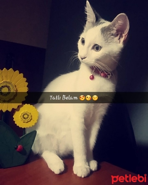 Tekir Kedi, Kedi  Minnoş fotoğrafı