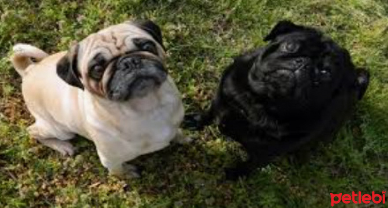 Pug, Köpek  Badem fotoğrafı