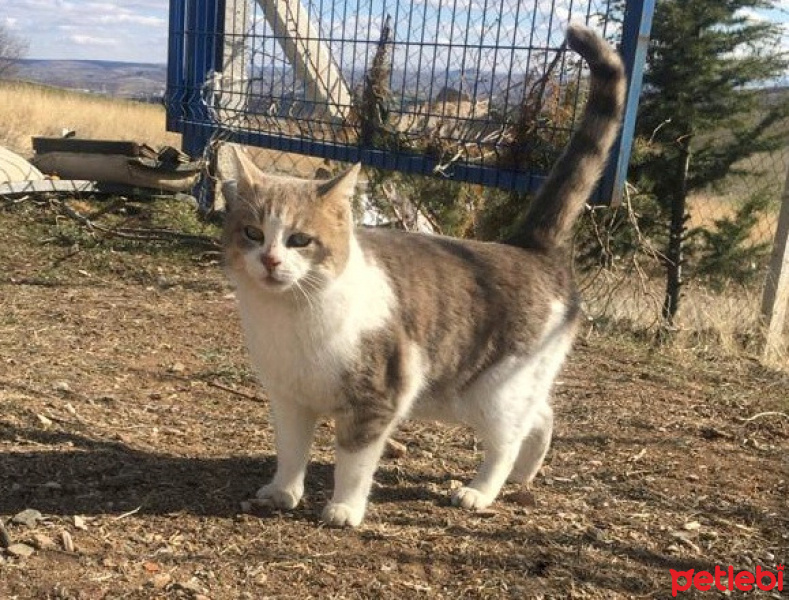 Soke, Kedi  Yumak fotoğrafı