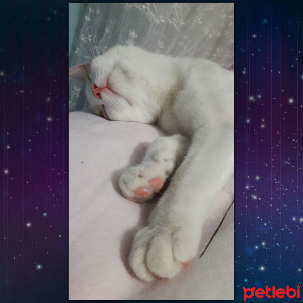 Sarman, Kedi  Susu fotoğrafı