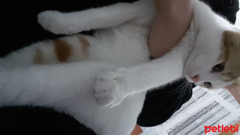 Sarman, Kedi  Susu fotoğrafı