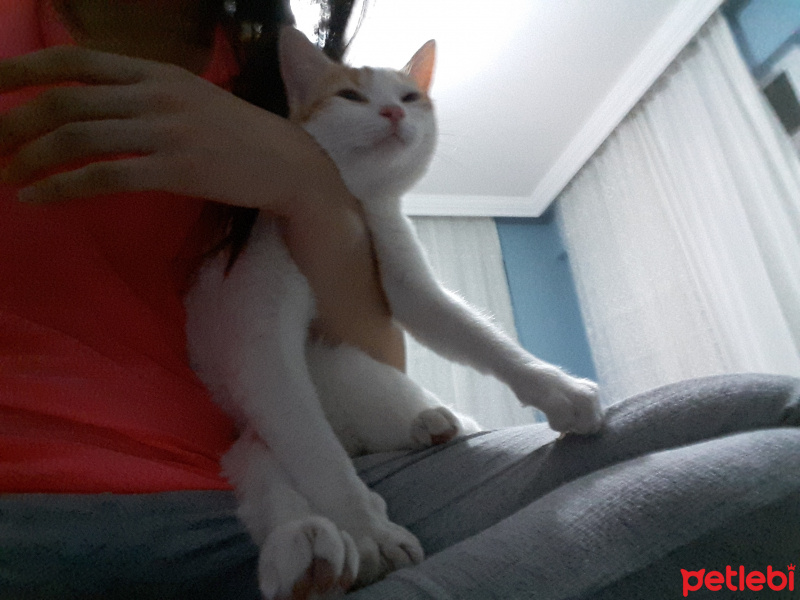 Sarman, Kedi  Susu fotoğrafı