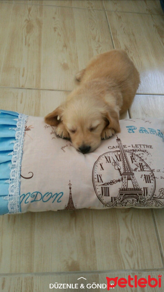 Golden Retriever, Köpek  Sunny fotoğrafı