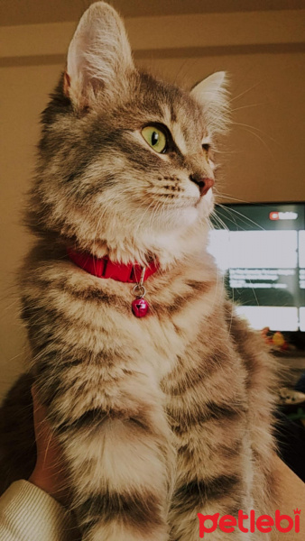 Norwegian Forest, Kedi  Luna fotoğrafı