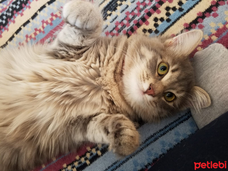Norwegian Forest, Kedi  Luna fotoğrafı