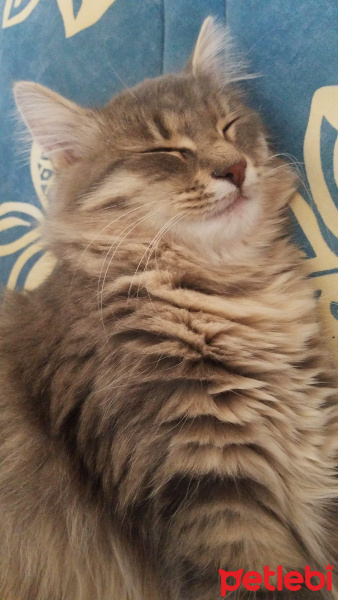 Norwegian Forest, Kedi  Luna fotoğrafı