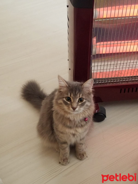 Norwegian Forest, Kedi  Luna fotoğrafı