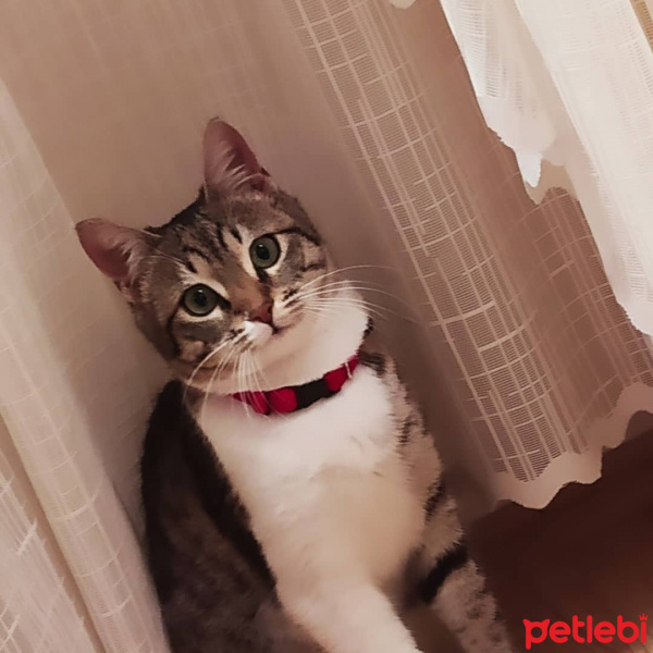 Tekir Kedi, Kedi  Şila fotoğrafı